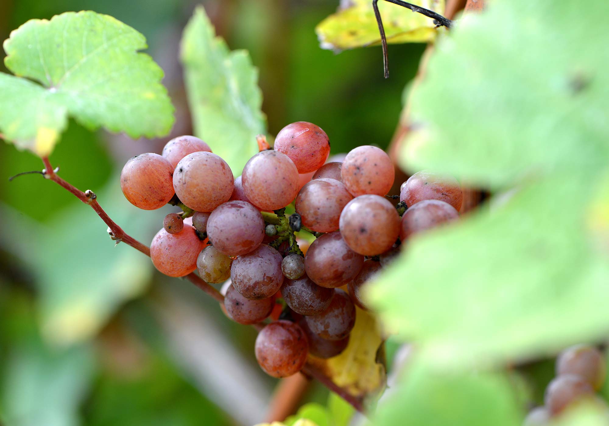 Les raisins bientôt mures